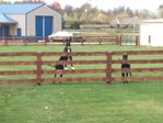 Great-Danes-Small.jpg