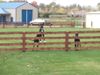 Great-Danes-Small.jpg