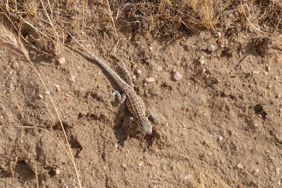 DSC_0007.JPG