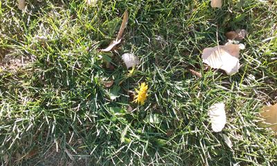 My son and I went for a walk later in the day after it warmed up. This little dandelion was trying to grow as if it were springtime. Notice the dead fall leaves by it.