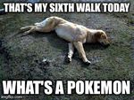Pokemon_Dog.jpg