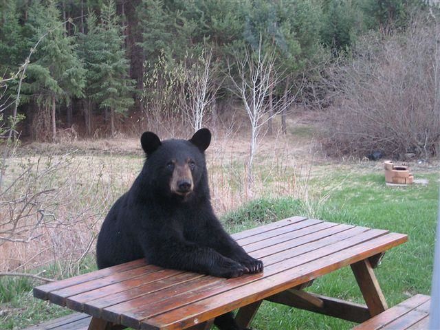 bear-at-picnic-table.jpg