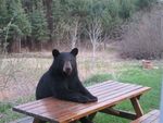 bear-at-picnic-table.jpg