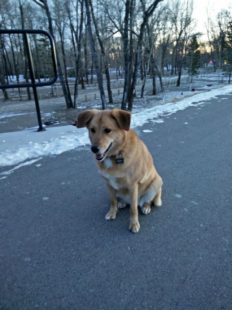 She saw a log on the frozen river, quite exciting.