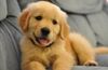 Puppy.jpg