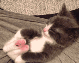 cat-yoga