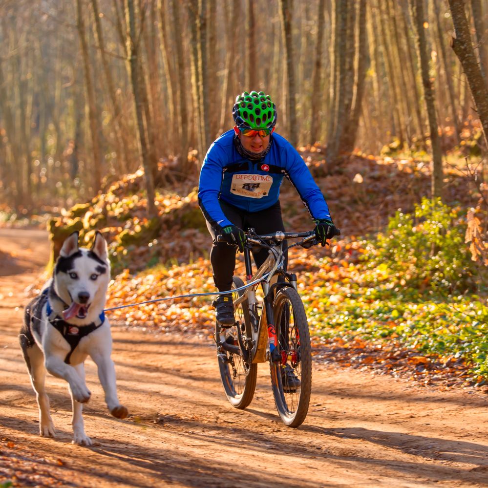 Modalidad bikejoring