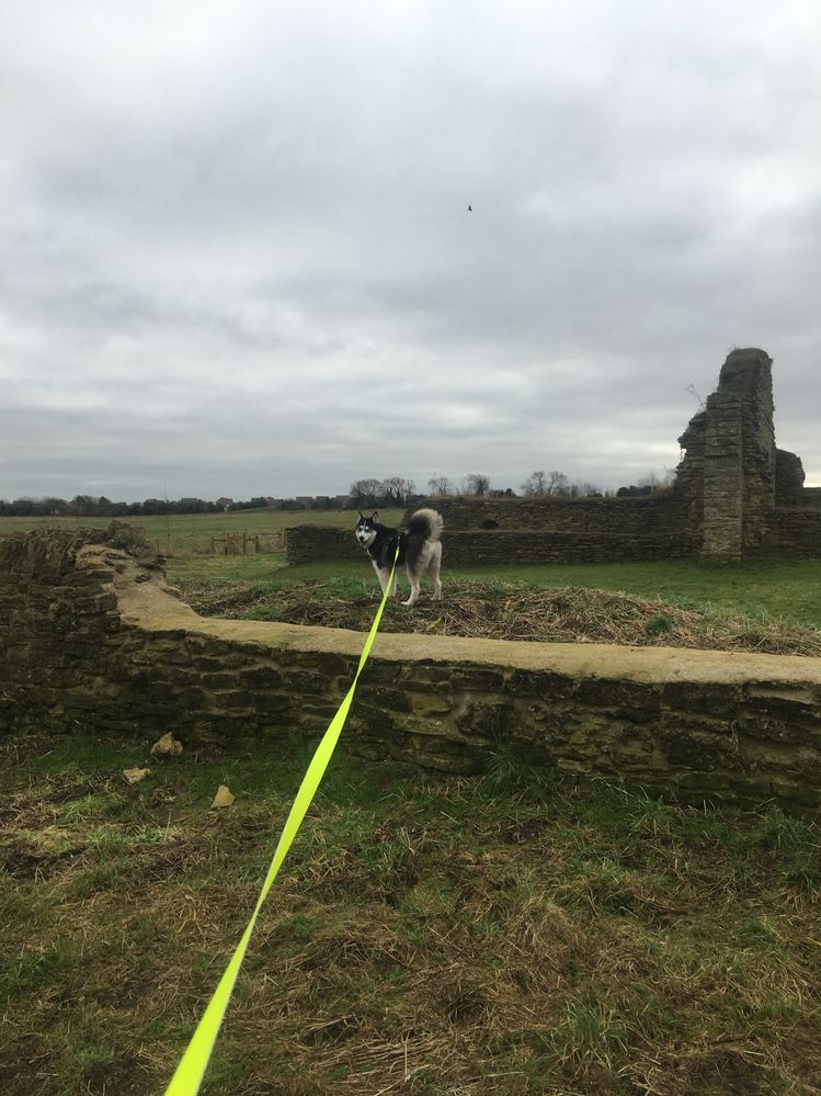 Loki @ St Peters Ruins.JPG