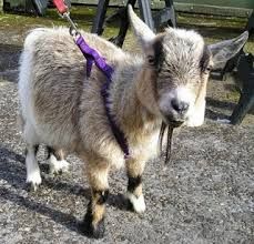leashgoat.jpg