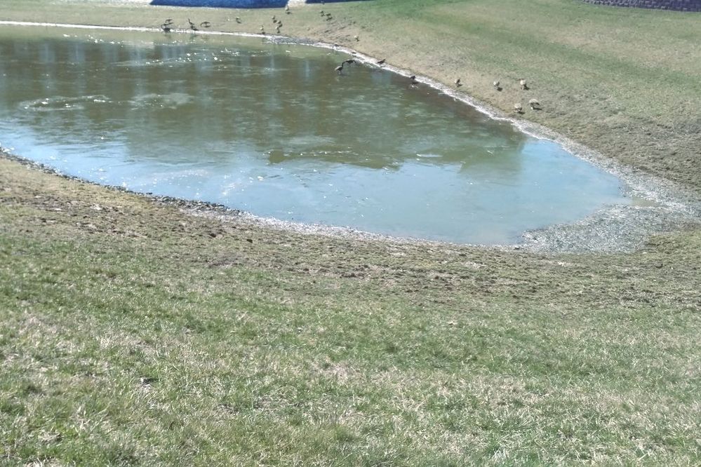 Duck_Pond_1.jpg
