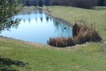 Duck_Pond_2.jpg