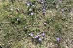 Spring_Flowers.jpg