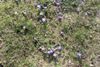 Spring_Flowers.jpg