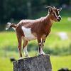 goats.jpg
