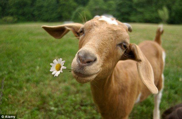 goat1.jpg