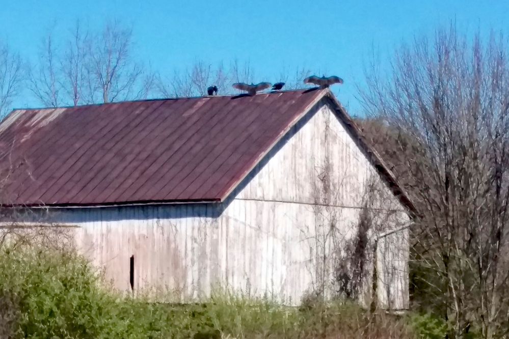 Buzzards.jpg