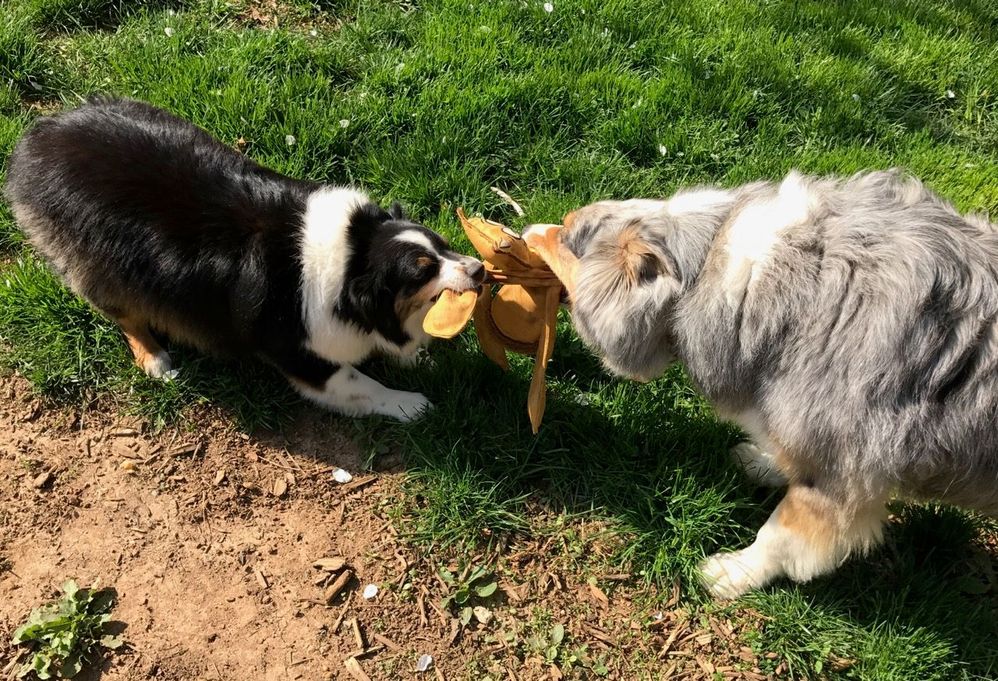 Cali (left) pestering Jayhawk