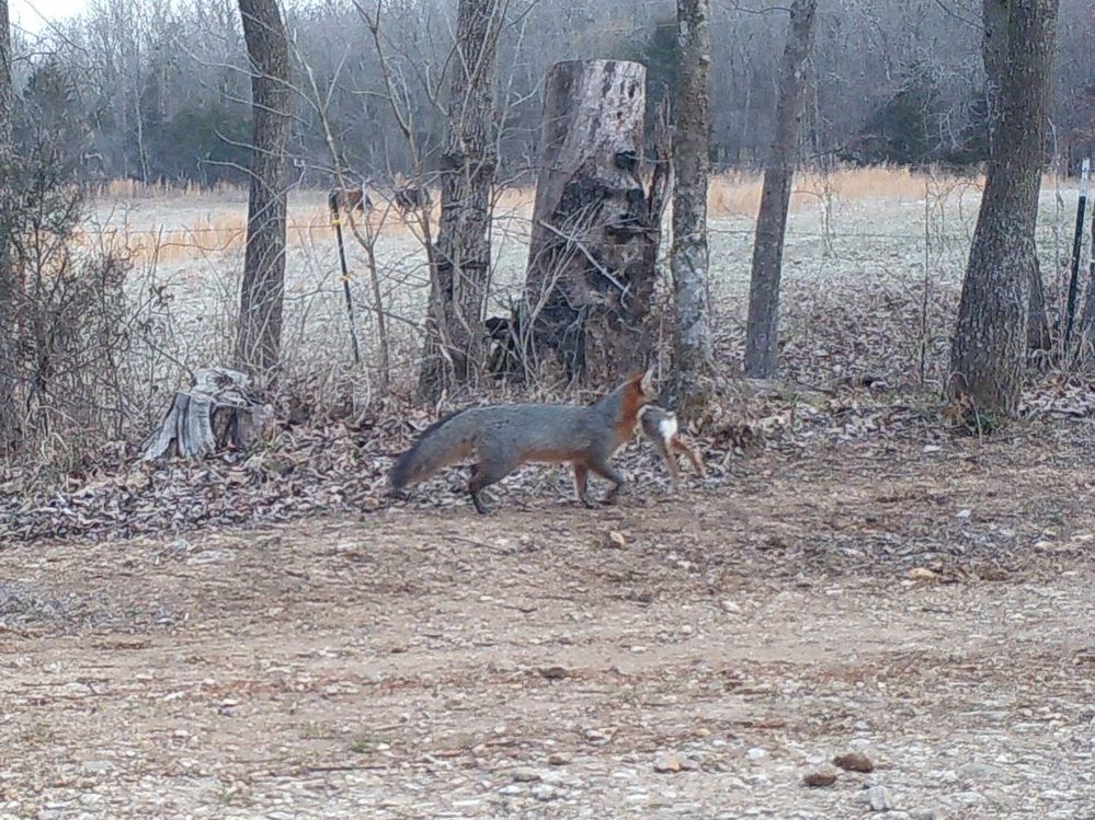 Gray fox on my driveway game cam