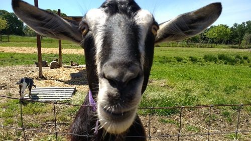goatsm.jpg