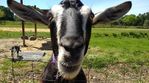 goatsm.jpg
