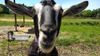 goatsm.jpg