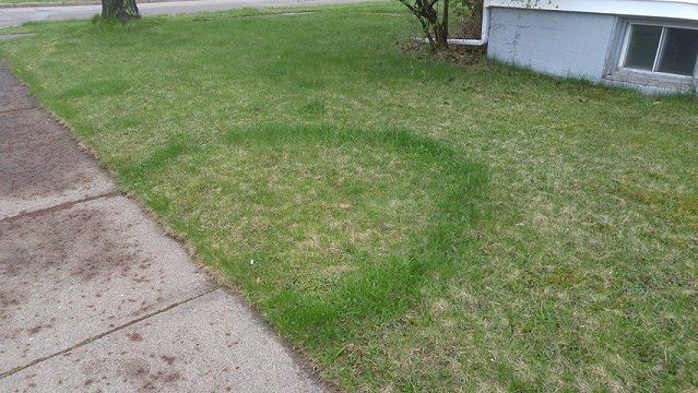 fairyring.jpg