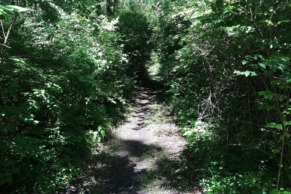 Trail-L.jpg