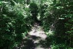 Trail-L.jpg