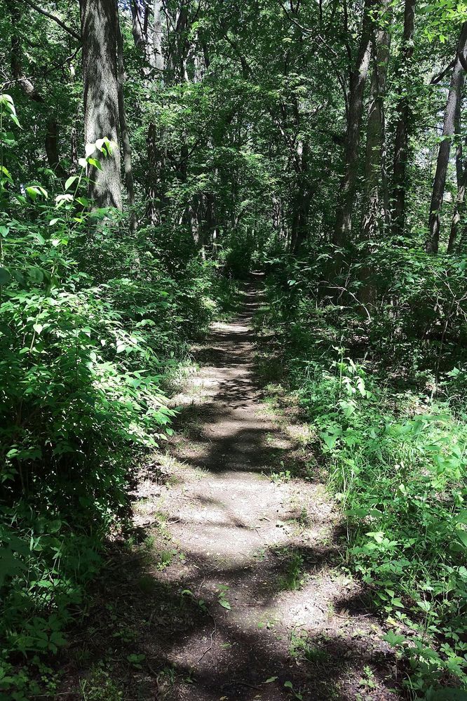 Trail-P.jpg