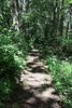 Trail-P.jpg