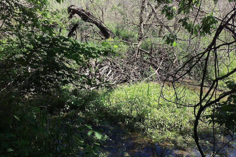Beaver_Dam.jpg