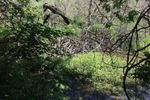Beaver_Dam.jpg