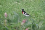 Rose-breasted Grosbeak Male.jpg