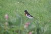 Rose-breasted Grosbeak Male.jpg