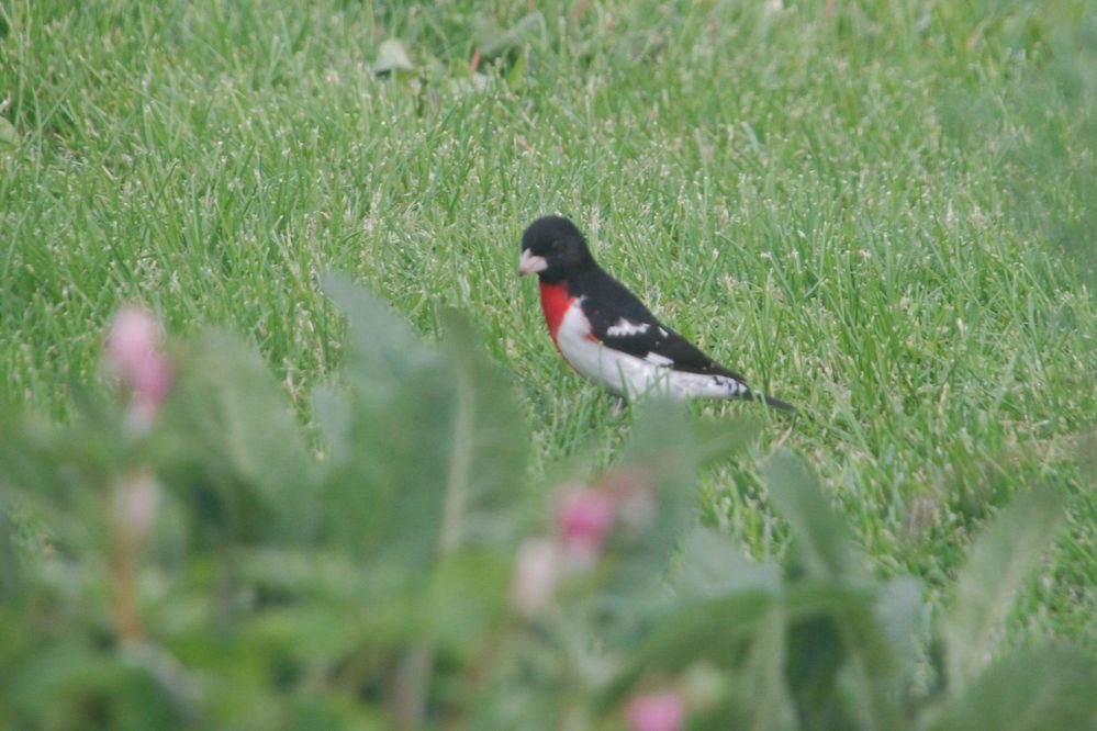Rose-breasted Grosbeak Male.jpg