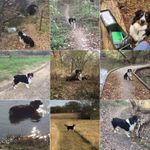My walking buddy