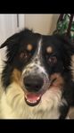 dogSmile.jpg