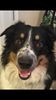 dogSmile.jpg