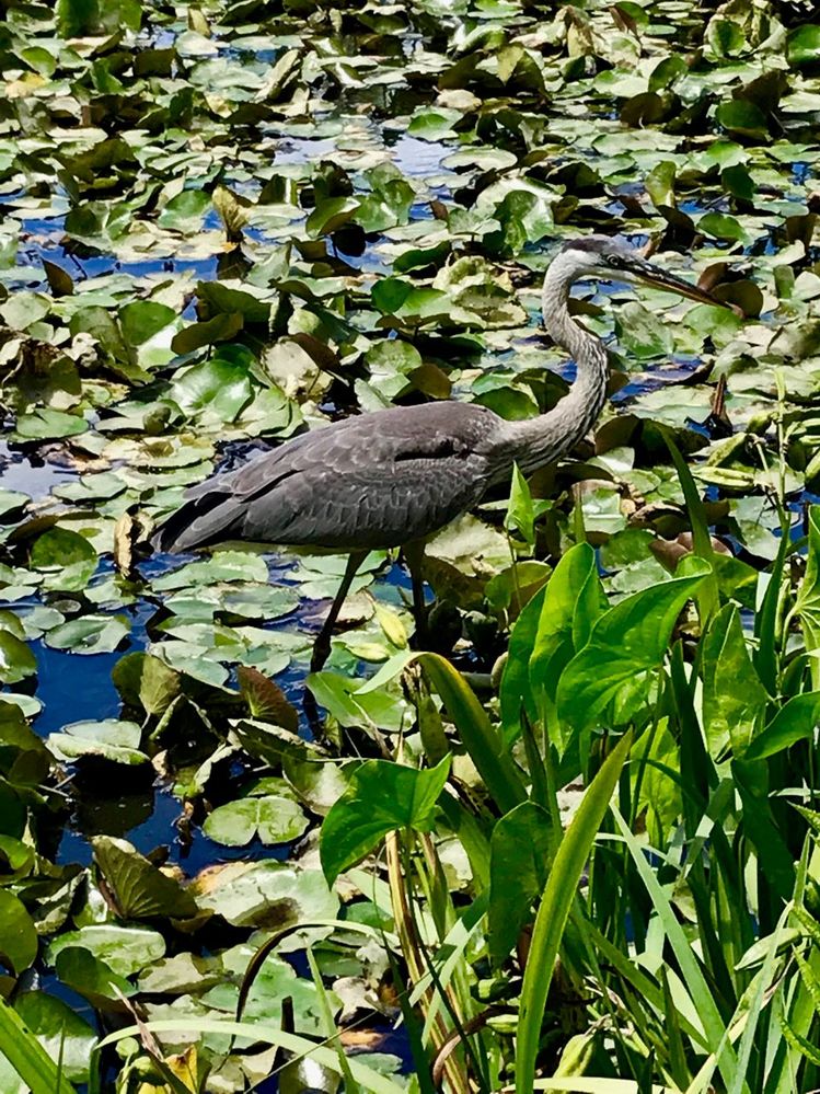 Great Blue Heron