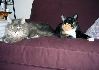 Buddy and Scully, 2007