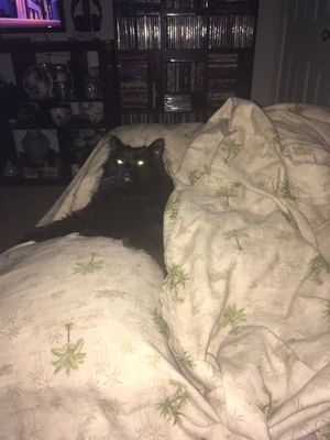 Gizmo.JPG