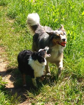 Cali says: gimme that ball!