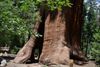Sequoia 4.jpg