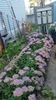 My Sydum that the bees have been enjoying.