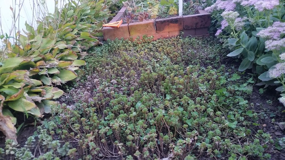 Did i mention i hate mowing lawns, more sydum as a ground cover