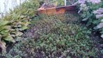 Did i mention i hate mowing lawns, more sydum as a ground cover
