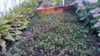Did i mention i hate mowing lawns, more sydum as a ground cover