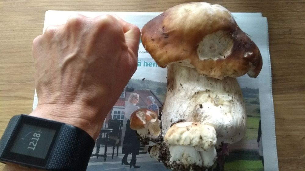 herkkutatti_fistI_20170910_121814602.jpg