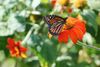 Monarch on Tithonia.jpg