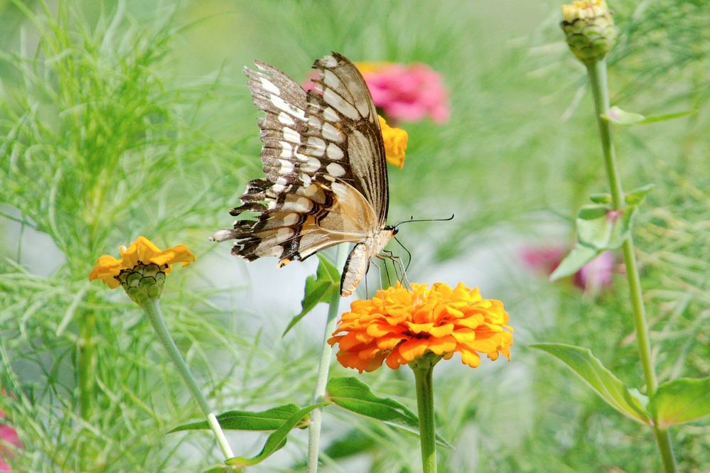 Giant Swallowtail.jpg